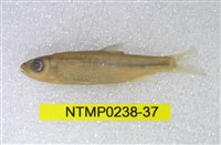 藏品(平頜鱲)的圖片